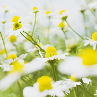 Purity